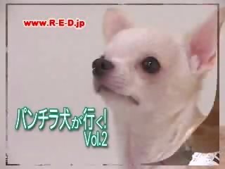 犬 カム